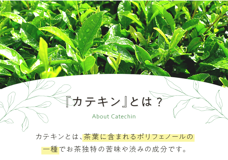 『カテキン』とは? カテキンとは、茶葉に含まれるポリフェノールの一種でお茶独特の苦味や渋みの成分です。