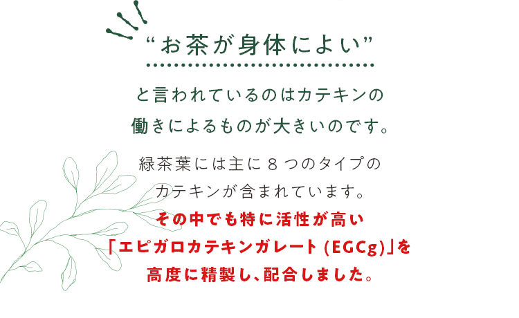 お茶が身体によいと言われているのはカテキンの働きによるものが大きいのです。緑茶葉には主に8つのタイプのカテキンが含まれています。その中でも特に活性が高い「エピガロカテキンガレート(EGCg)」を高度に精製し、配合しました。