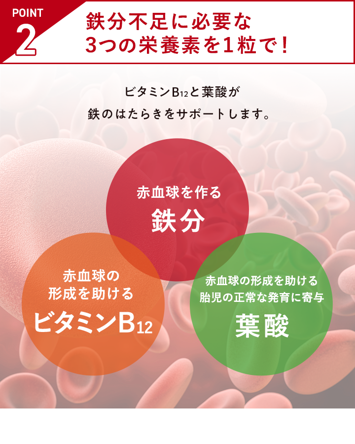 POINT 2 鉄分不足に必要な３つの栄養素を１粒で！ ビタミンB12と葉酸が鉄のはたらきをサポートします。 赤血球を作る鉄分 赤血球の形成を助けるビタミンB12 赤血球の形成を助ける胎児の正常な発育に寄与 葉酸