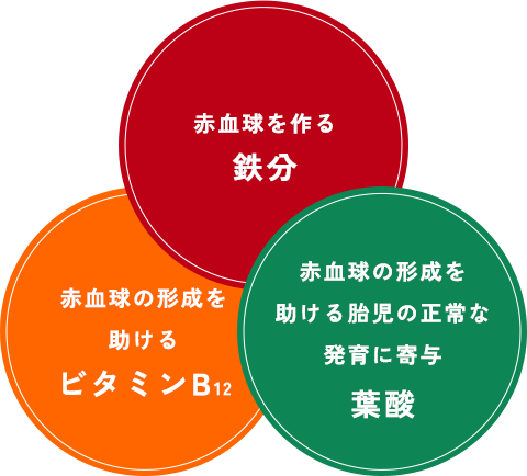 赤血球を作る 鉄分 赤血球の形成を助ける ビタミンB12 赤血球の形成を助ける胎児の正常な発育に寄与 葉酸