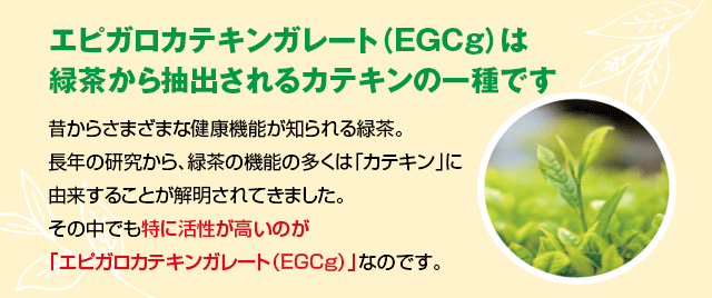 エピガロカテキンガレート（EGCg）は緑茶から抽出されるカテキンの一種です